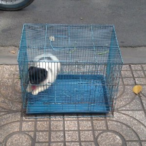 Vietnam a puppy in a bird cage